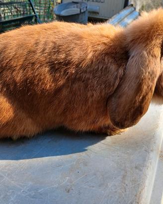 Coniglio nano ariete maschio