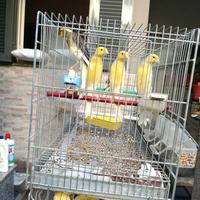 Canarini schoc maschi