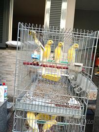 Canarini schoc maschi