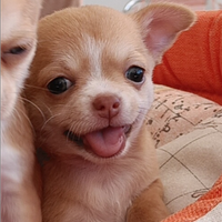 Chihuahua pelo corto