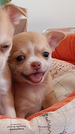 Chihuahua pelo corto