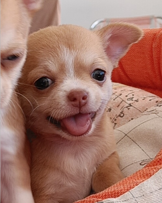 Chihuahua pelo corto