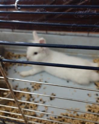 Conigli testa di leone