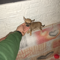 Chihuahua mini toy maschietto