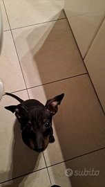 Cucciolo di pinscher