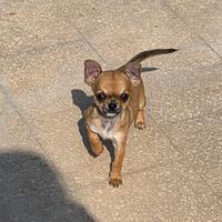 Cucciolo di chihuahua con pedigree