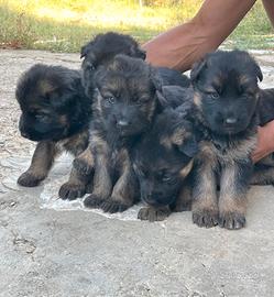 Cuccioli di pastore tedesco puri