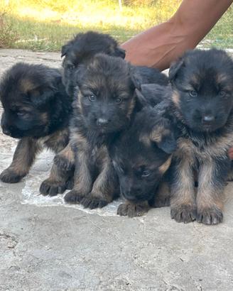 Cuccioli di pastore tedesco puri