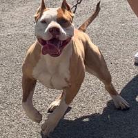 Bandog
