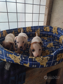 JACK RUSSELL pelo corto