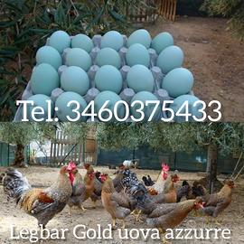 Galline Legbar Gold
