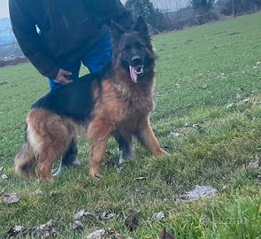 Femmina pastore tedesco pelo lungo