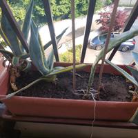 Agave variegata