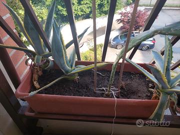Agave variegata