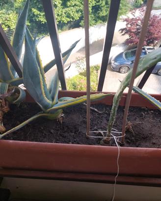 Agave variegata