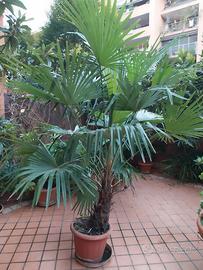 Palme cinesi