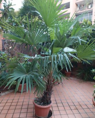 Palme cinesi