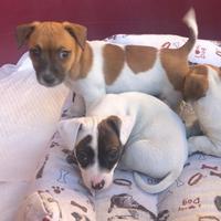 Cuccioli di Jack Russell