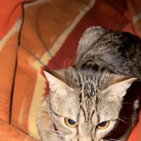 Gatto di quasi 11 mesi disponibile