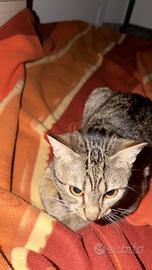 Gatto di quasi 11 mesi disponibile