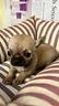 cuccioli-di-chihuahua