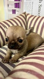 Cuccioli di chihuahua