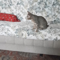 Gattini per adottare