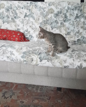 Gattini per adottare