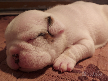 Cuccioli bulldog inglese