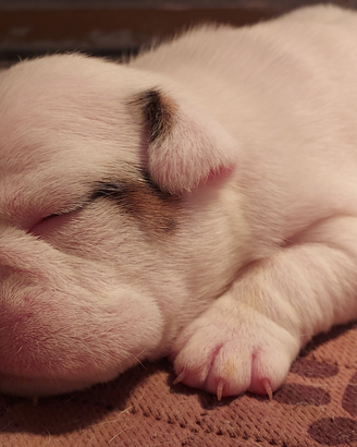Cuccioli bulldog inglese