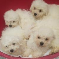Cuccioli razza bolognese