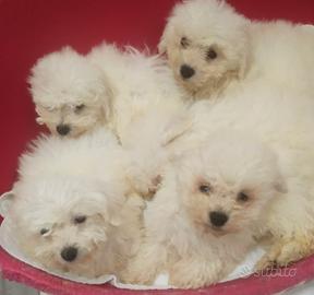 Cuccioli razza bolognese