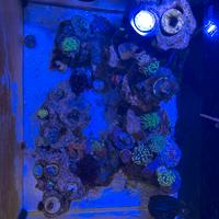 Acquario marino completo
