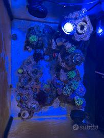 Acquario marino completo