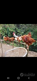 galline Isabrown ovaiole