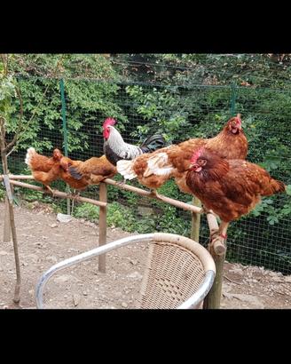 galline Isabrown ovaiole