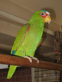 Amazzone Albifrons pappagallo parlante