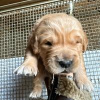 Cuccioli di Golden Retriever Maschi con pedigree