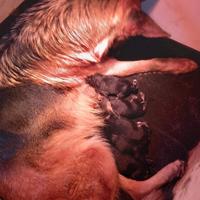 Cuccioli di pastore tedesco