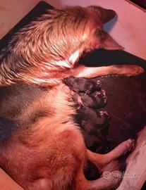 Cuccioli di pastore tedesco