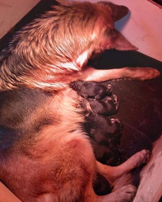 Cuccioli di pastore tedesco selezionati