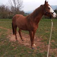 Puledro quarter hors