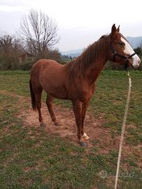 Puledro quarter hors