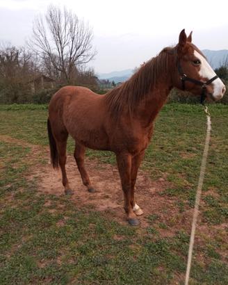 Puledro quarter hors