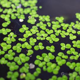 Pianta per Acquario LEMNA MINOR Lenticchia d'acqua