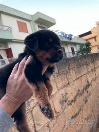 Rottweiler cucciole