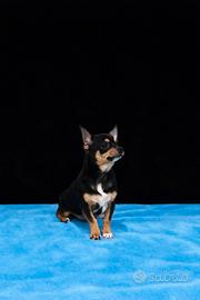 Cucciolo di chihuahua