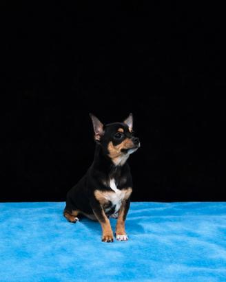 Cucciolo di chihuahua