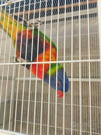 Lory arcobaleno 