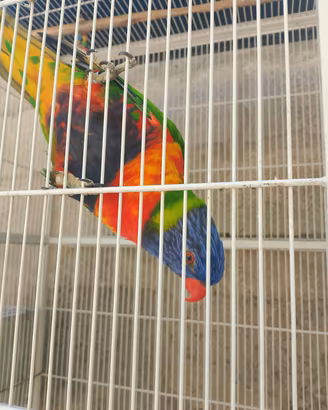 Lory arcobaleno 